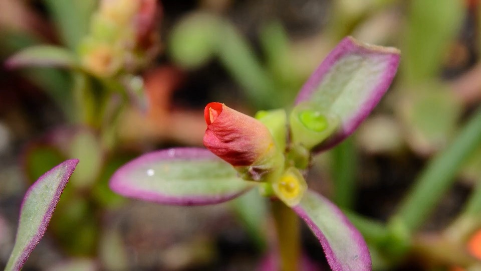 Цветок на фоне видеолендинга BOTANICA